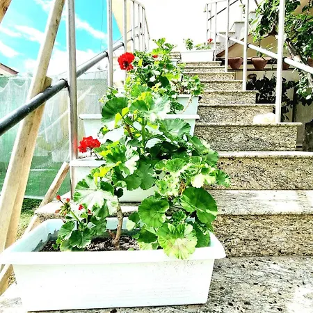 Luckyshine * فلورا